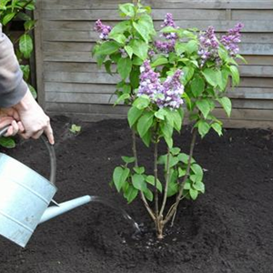 FLIEDER - EINPFLANZEN IM GARTEN
