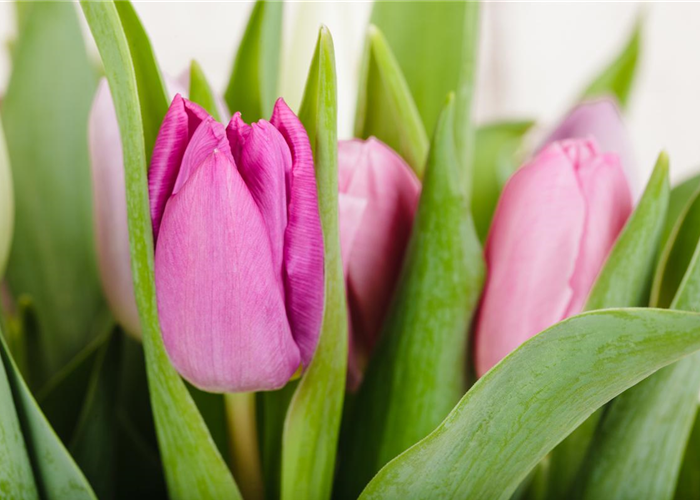 PFLANZE DES MONATS: TULPE PFLANZE DES MONATS: TULPE