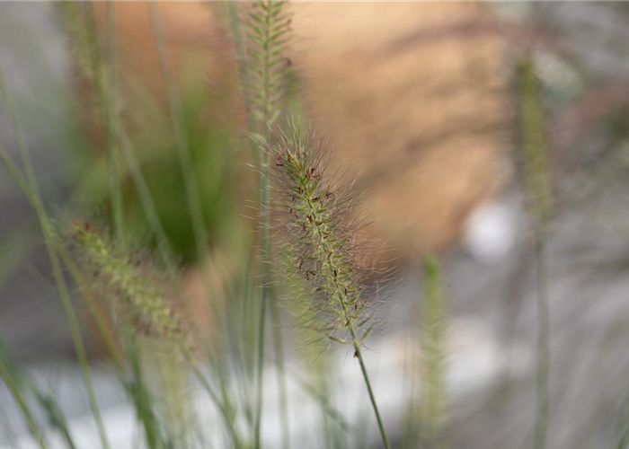 WIE GEHT...GRäSER PFLANZEN? WIE GEHT...GRäSER PFLANZEN?