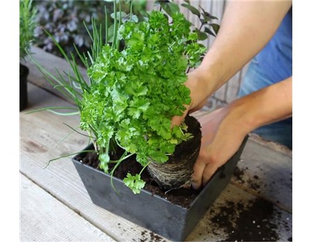 KRäUTERTOPF BEPFLANZEN