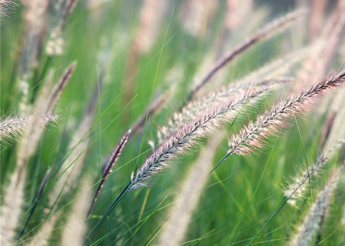 WINDSPIELE! WINDSPIELE!