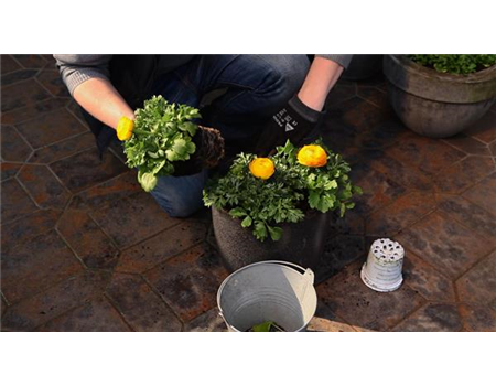 RANUNKELN - EINPFLANZEN IN EIN GEFäSS