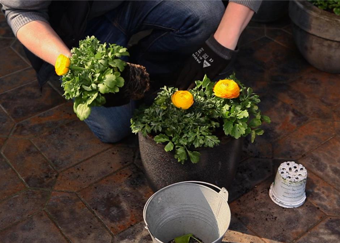 RANUNKELN - EINPFLANZEN IN EIN GEFäSS RANUNKELN - EINPFLANZEN IN EIN GEFäSS