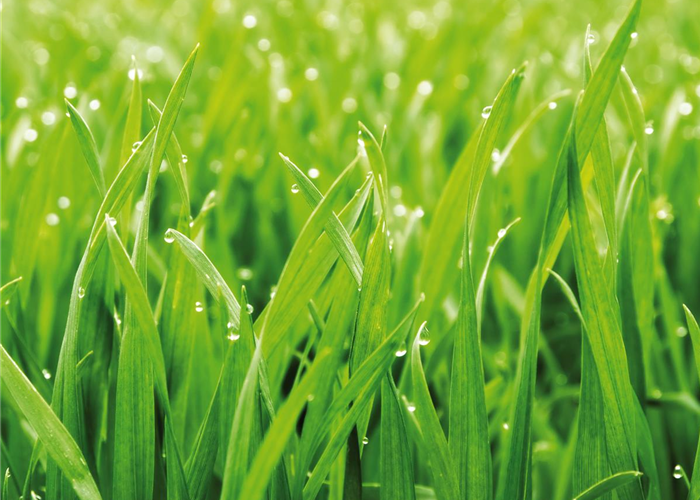 GRüNER TEPPICH! GRüNER TEPPICH!