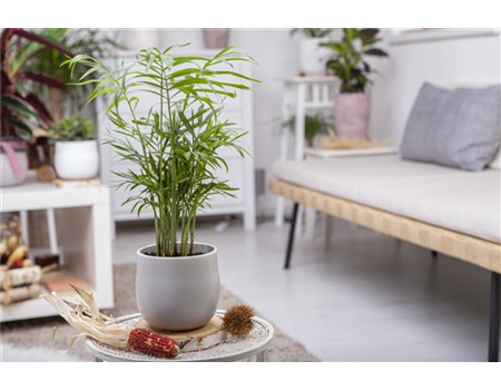 ZIMMERPFLANZENPFLEGE IM URLAUB?