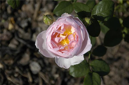 WIE GEHT... ROSEN üBERWINTERN? WIE GEHT... ROSEN üBERWINTERN?