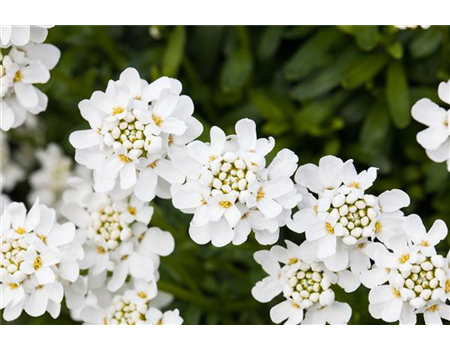 DIE IMMERGRüNE SCHLEIFENBLUME 