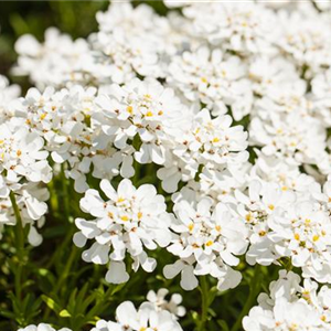 DIE IMMERGRüNE SCHLEIFENBLUME 