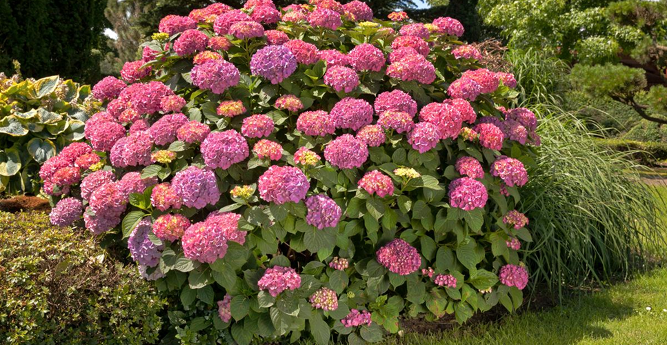 Bauernhortensie
