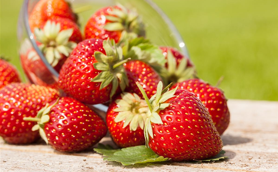 OBST-VIELFALT - Gesund naschen auf dem Balkon!