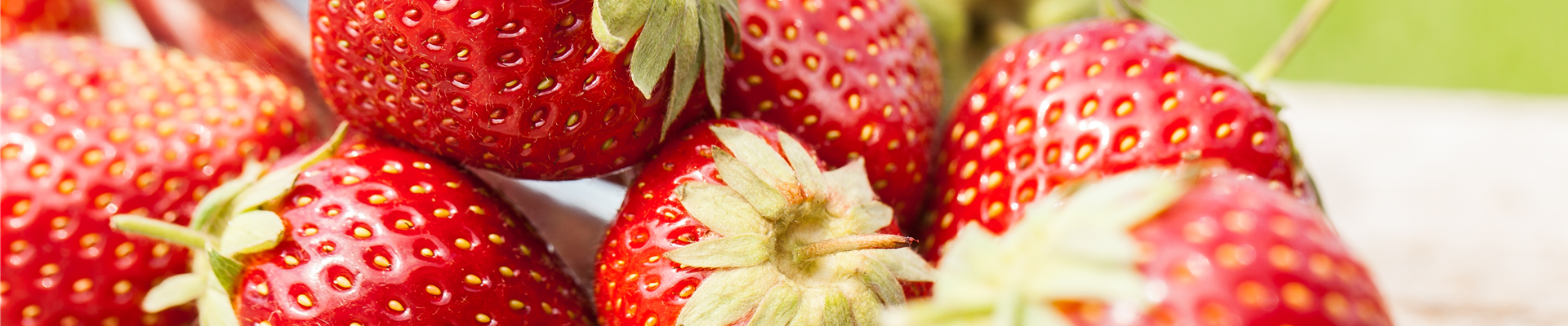 Fragaria x ananassa