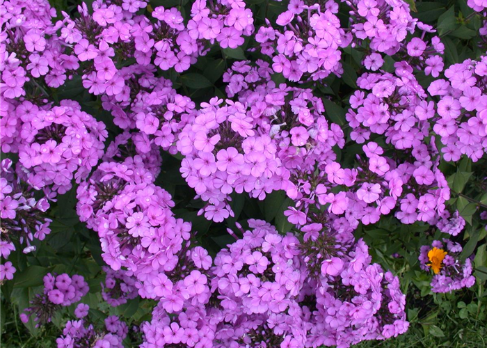 PHLOX PHLOX