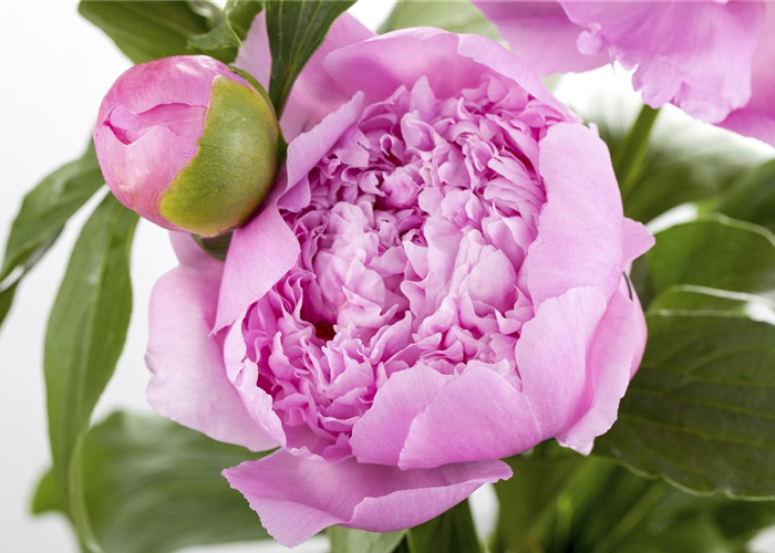 PFINGSTROSEN PFINGSTROSEN