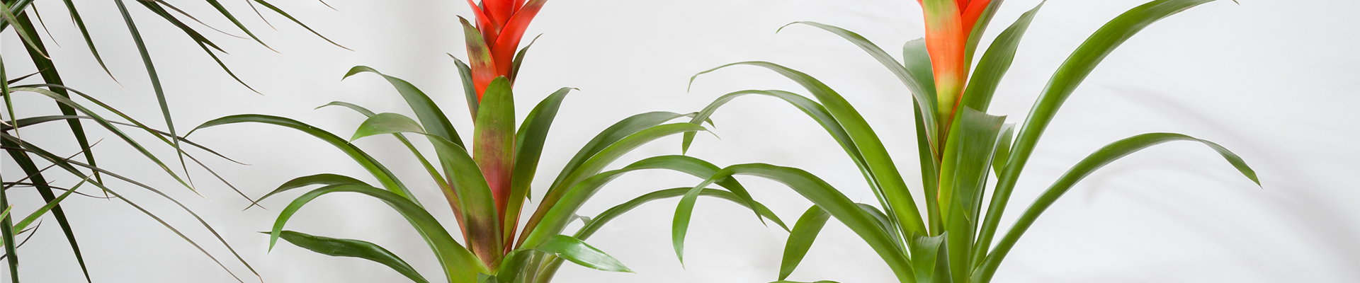 Bromelia