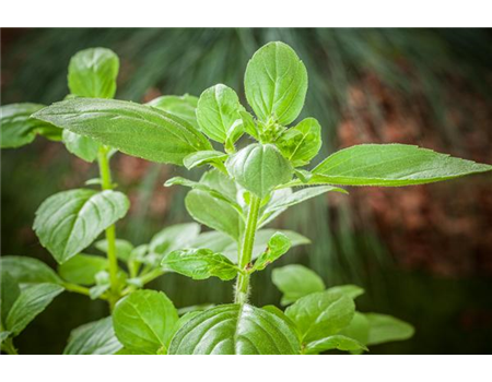 FRISCHE KRäUTER AUS ITALIEN