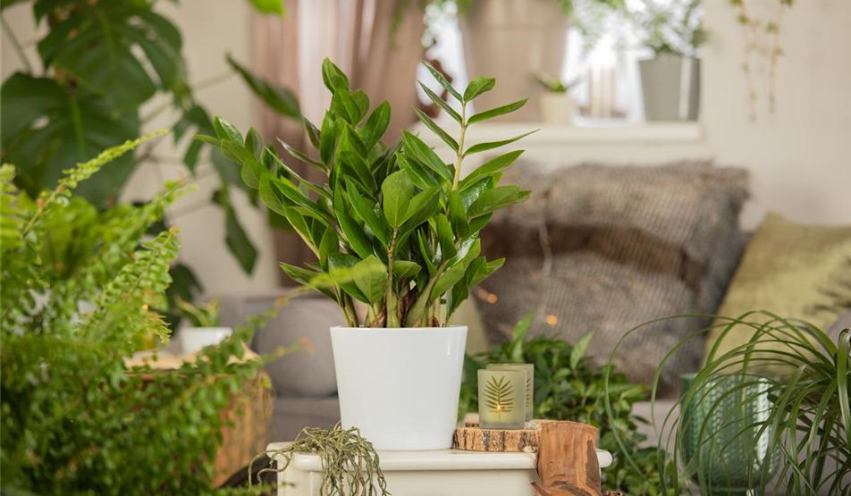 BESONDERS PFLEGELEICHT - Glücksfeder