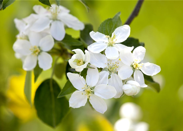 SOMMERSCHNITT FüR OBSTBäUME SOMMERSCHNITT FüR OBSTBäUME