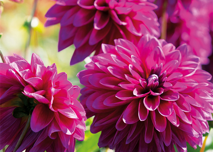 IM BAUERNGARTEN! IM BAUERNGARTEN!