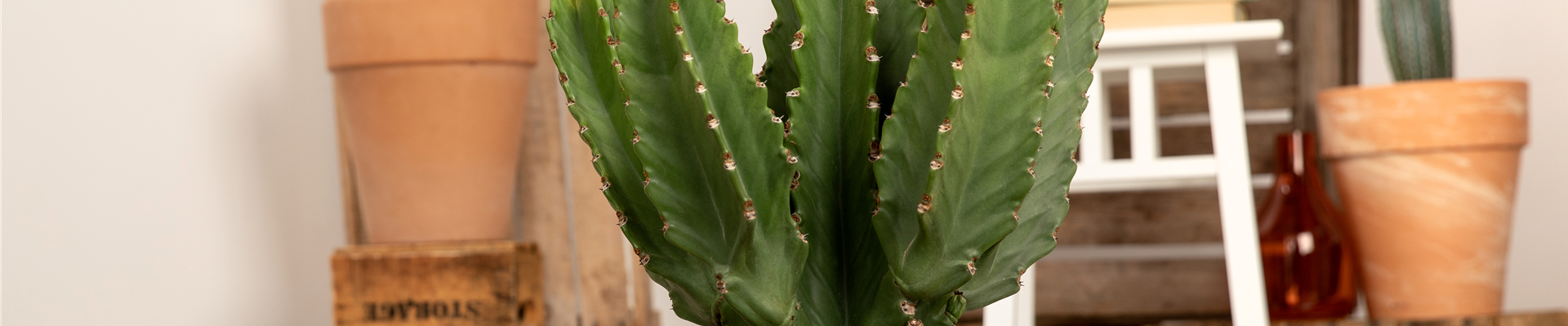 Euphorbia ingens