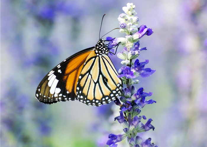 NEKTAR-GARTEN! NEKTAR-GARTEN!