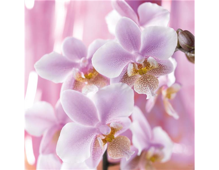 DIE TOP 8 DER WINTERBLUMEN