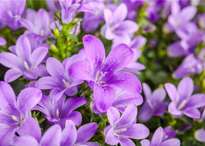 DIE GLOCKENBLUME! DIE GLOCKENBLUME!