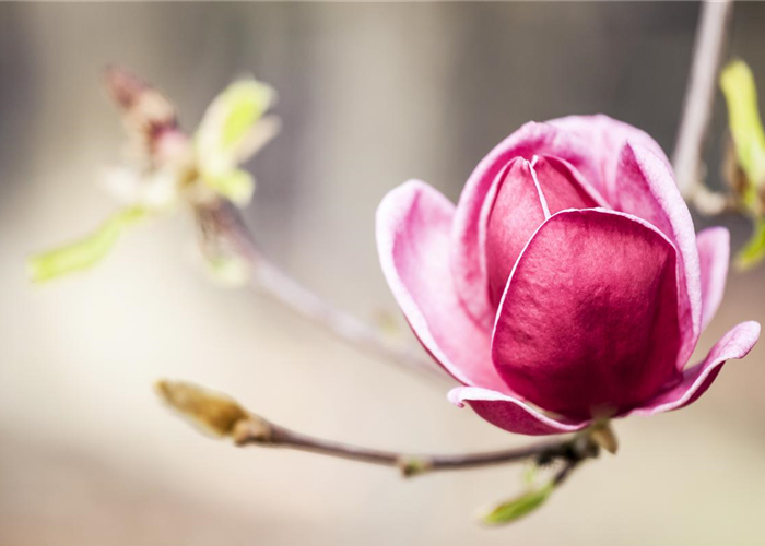WIE GEHT... STRäUCHER PFLANZEN? WIE GEHT... STRäUCHER PFLANZEN?
