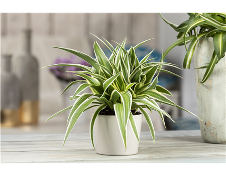 DIE GRüNLILIE - DAS GENIE UNTER DEN ZIMMERPFLANZEN