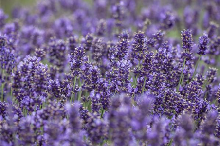 Lavendel
