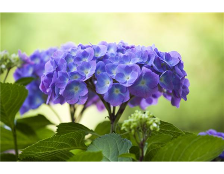 DIE HORTENSIE - DER SCHöNE GARTENKLASSIKER
