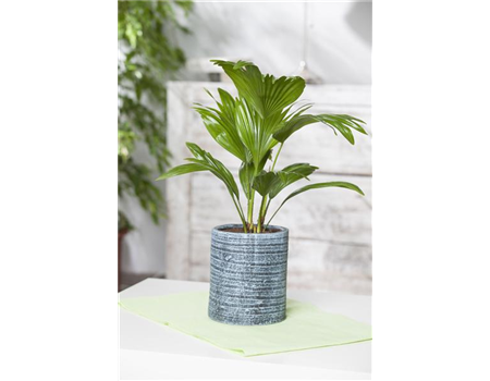 PALMEN FüR DIE WOHNUNG