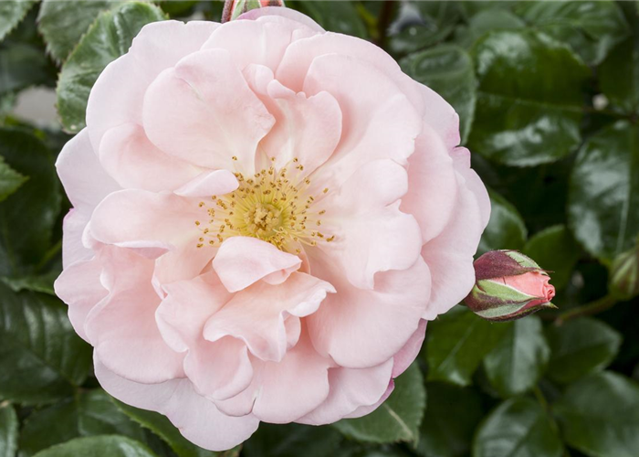 DIE DUFTROSE! DIE DUFTROSE!