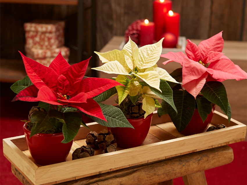 Weihnachtsstern pflegen