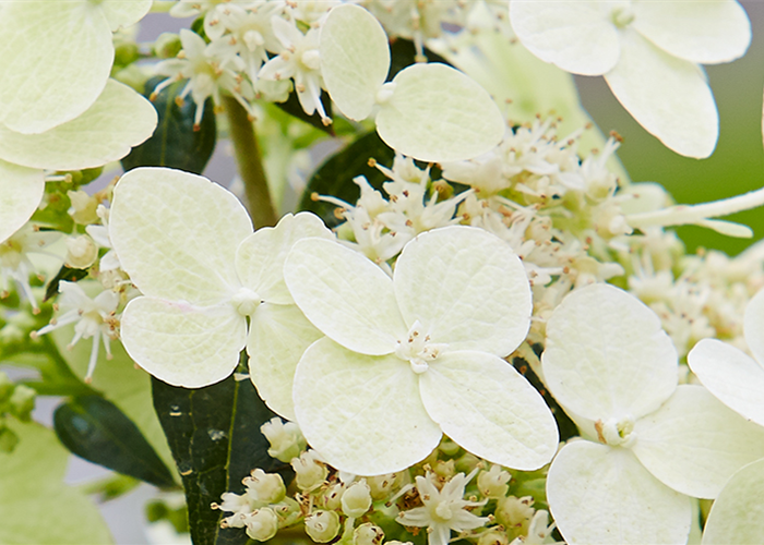 KLETTERHORTENSIE KLETTERHORTENSIE