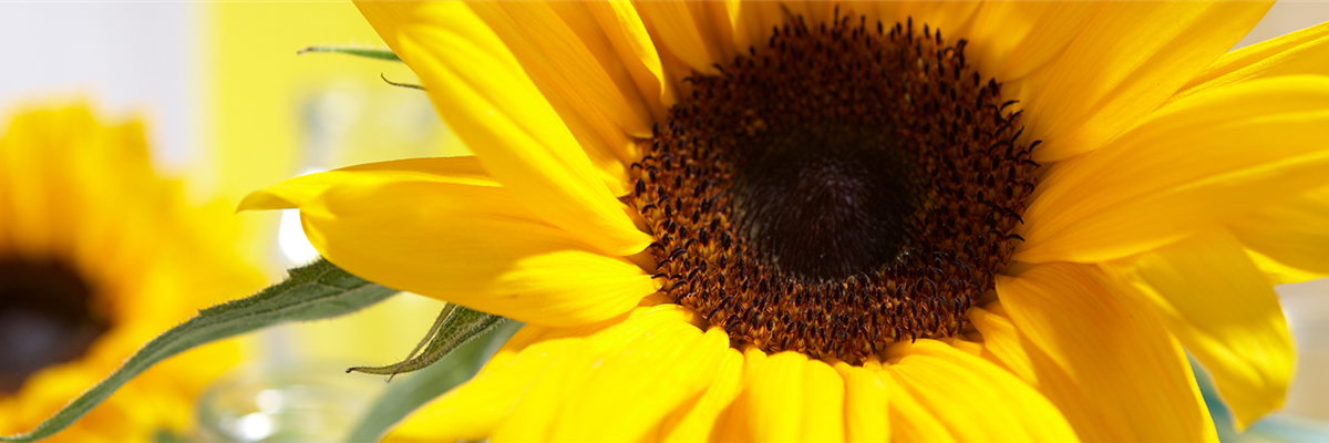 DIE SONNENBLUME