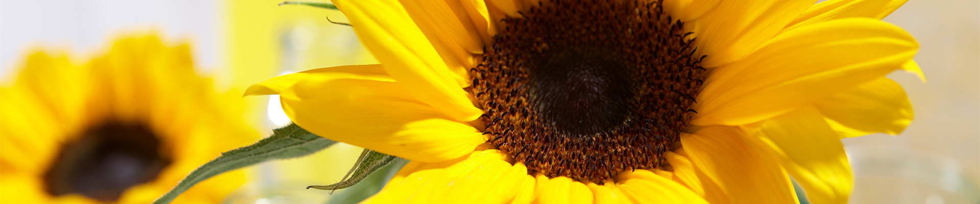 DIE SONNENBLUME