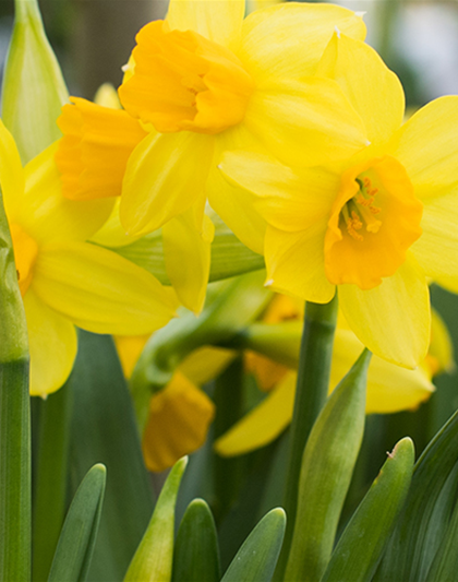 PFLANZE DES MONATS FEBRUAR: NARZISSE