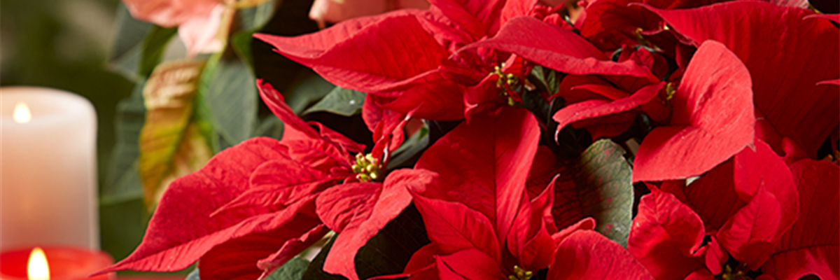 PdW_KW46_Weihnachtsstern2