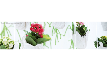 FüR DIE BESTE! FüR DIE BESTE!