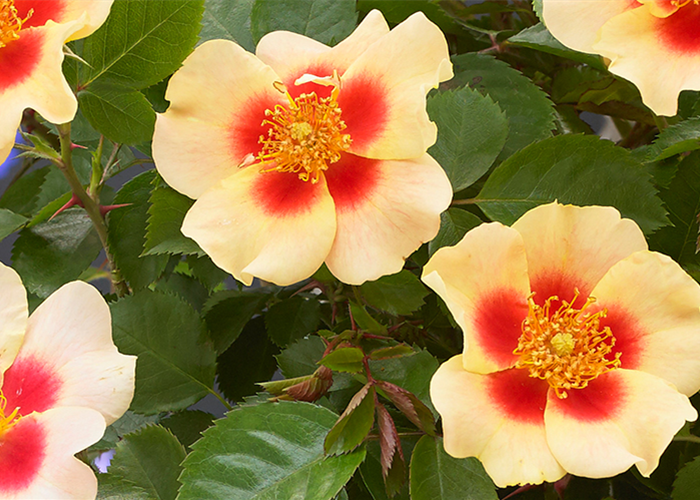 INSEKTENFREUNDLICHER ROSENGARTEN! INSEKTENFREUNDLICHER ROSENGARTEN!