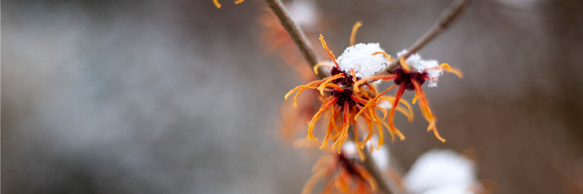 Hamamelis mit Schnee