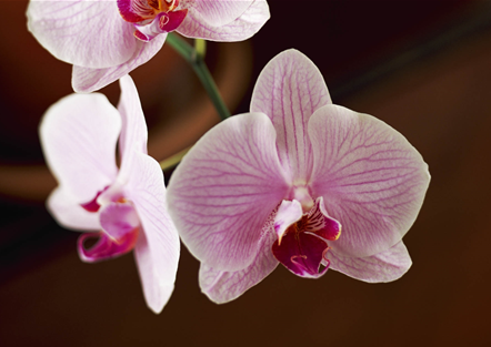 Orchideenpracht