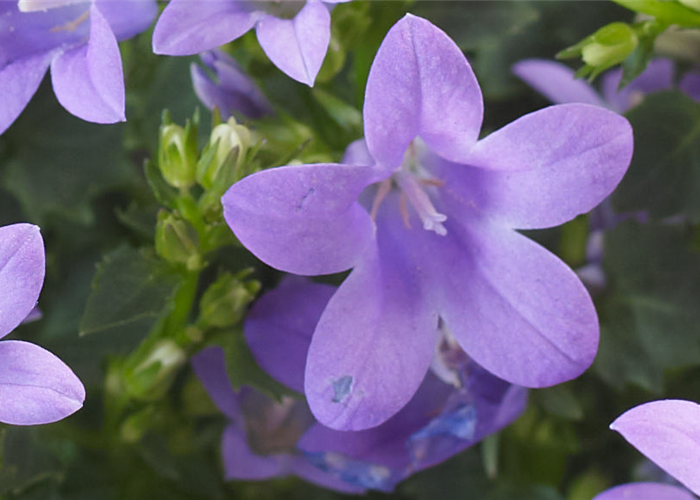 GLOCKENBLUME GLOCKENBLUME