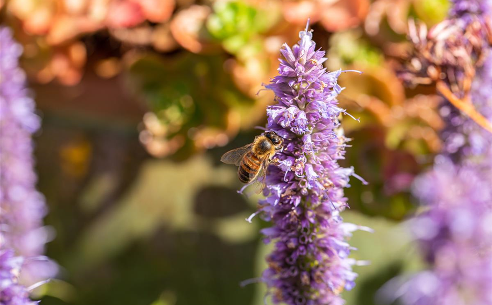 Das Tropica Projekt - Save the Bees!