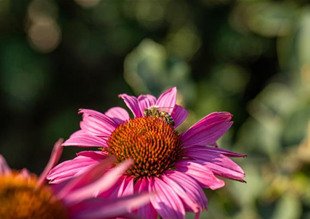 Insektenparadies