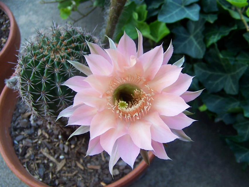 cactus-1569664_1920.jpg