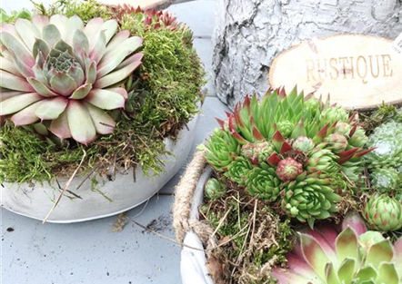Robuste Sukkulenten Robuste Sukkulenten