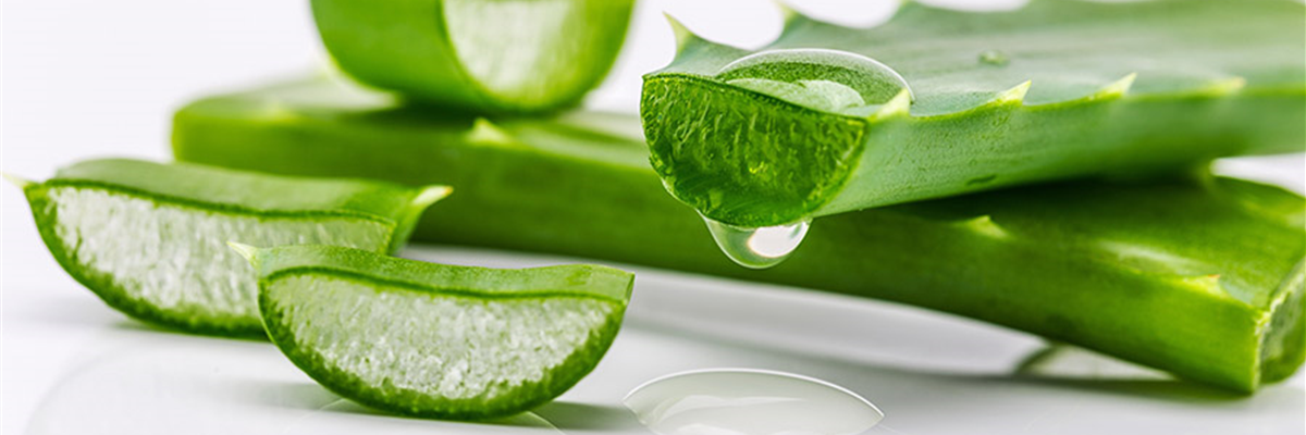 Aloe-vera-sh