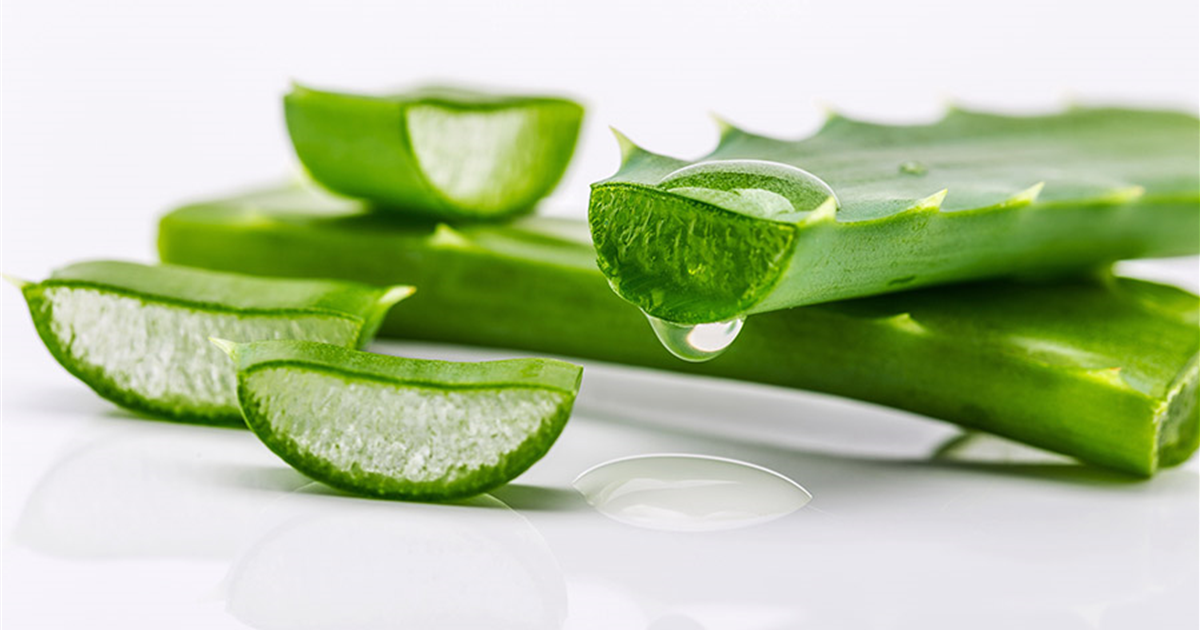 Aloe vera - Die Apotheke aus der Natur (Video)