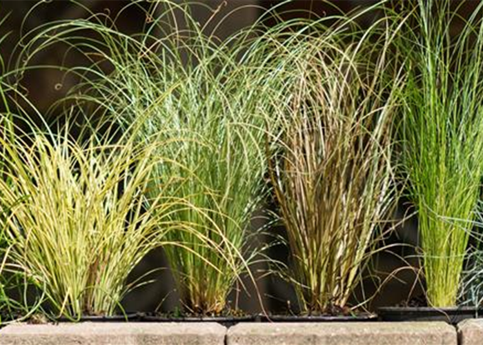 ZIERGRÄSER ZIERGRÄSER